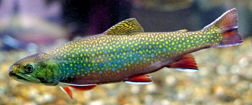 Salvelinus fontanalis_04.jpg